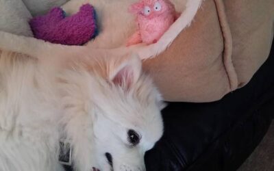 Ciąża urojona u psa jak długo trwa i jakie są jej objawy?