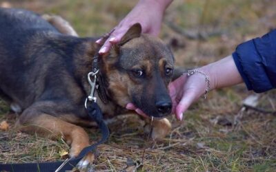 Co na linienie psa sprawdza się w codziennej pielęgnacji?