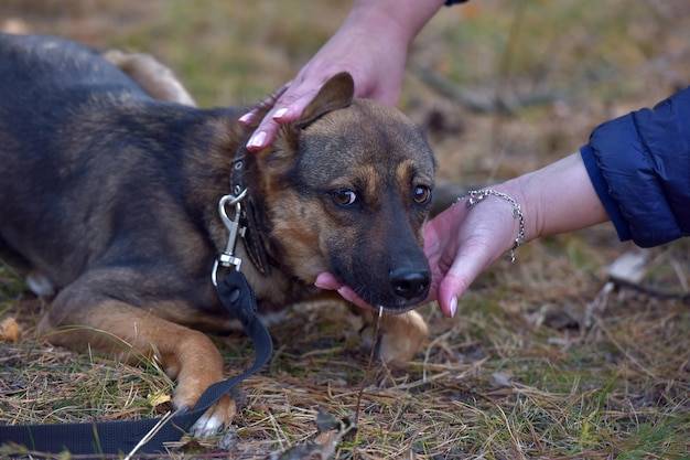 Co na linienie psa sprawdza się w codziennej pielęgnacji?