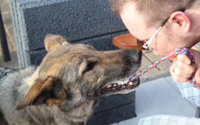 Co zrobić gdy pies jest agresywny wobec innych psów?