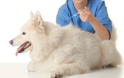 Czy pies po sterylizacji ma cieczkę?