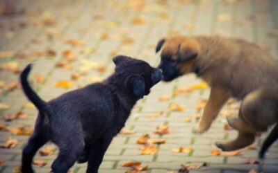 Czy to normalne, że szczeniak gryzie?