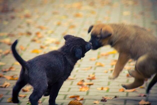 Czy to normalne, że szczeniak gryzie?