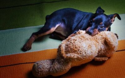 Czy wysterylizowany pies ma cieczkę?