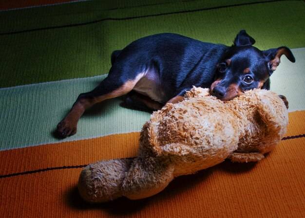 Czy wysterylizowany pies ma cieczkę?