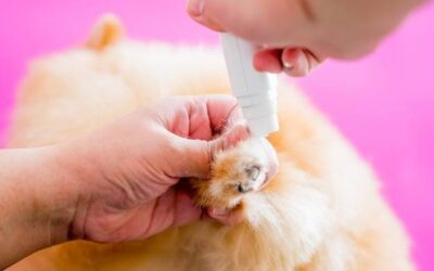 Czym myć uszy psa żeby zapewnić mu zdrowie i komfort?