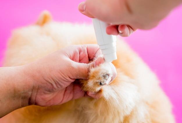 Czym myć uszy psa żeby zapewnić mu zdrowie i komfort?