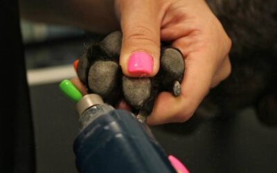 Czym obciąć paznokcie psu, aby zabieg był bezpieczny?