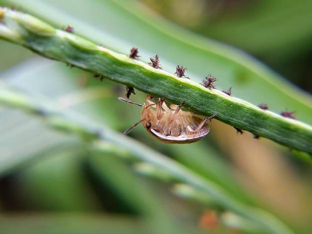 Czym zwalczyć pchły u psa domowymi sposobami?
