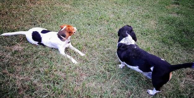 Dlaczego pies gryzie inne psy i jak temu zapobiegać?