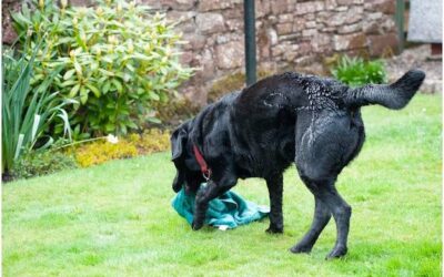 Dlaczego pies zjada odchody innych zwierząt?