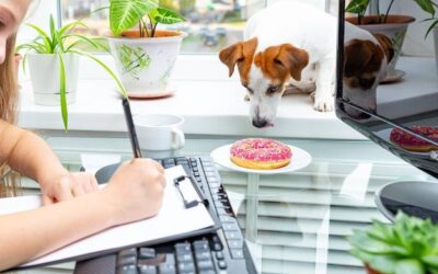 Ile kosztuje hotel dla psów i od czego zależą ceny?