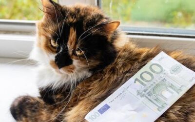 Ile kosztuje operacja kota w gabinecie weterynaryjnym?