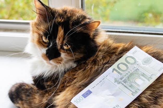 Ile kosztuje operacja kota w gabinecie weterynaryjnym?