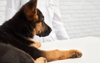 Ile kosztuje prześwietlenie łapy psa w gabinecie weterynaryjnym?