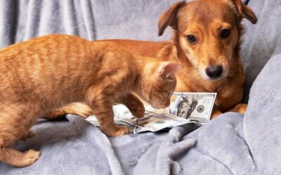 Ile kosztuje sterylizacja suki labradora w przychodni weterynaryjnej?