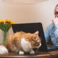 Jak często odpchlić kota, żeby zapewnić mu komfort?