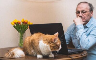 Jak często odpchlić kota, żeby zapewnić mu komfort?