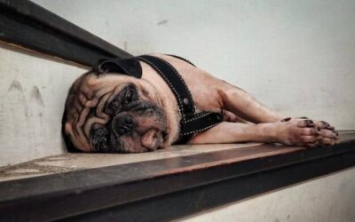 Jak uspokoić psa przy strzyżeniu i uniknąć stresu?