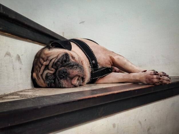 Jak uspokoić psa przy strzyżeniu i uniknąć stresu?