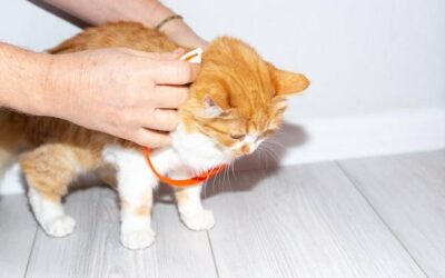 Jak zlikwidować pchły u kota bezpiecznie dla domowych pupili?