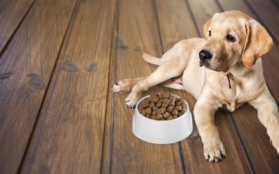 Jaka karma dla szczeniaka owczarka sprawdzi się na początku wspólnego życia?