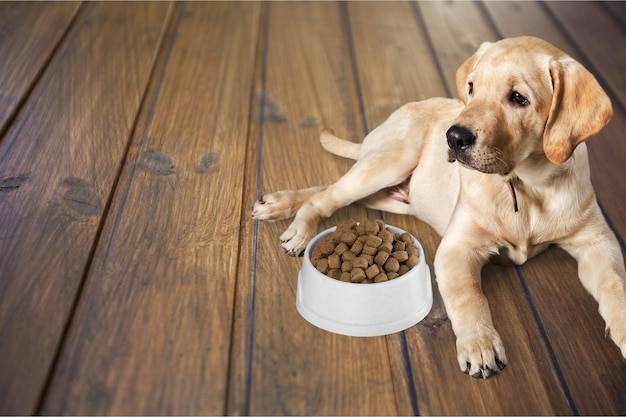 Jaka karma dla szczeniaka owczarka sprawdzi się na początku wspólnego życia?