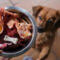 Jakie mięso gotować dla psa aby zadbać o jego zdrowie?