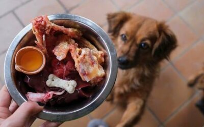 Jakie mięso gotować dla psa aby zadbać o jego zdrowie?