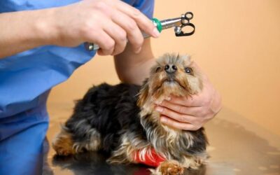 Jakie psy można strzyc i kiedy warto to robić?