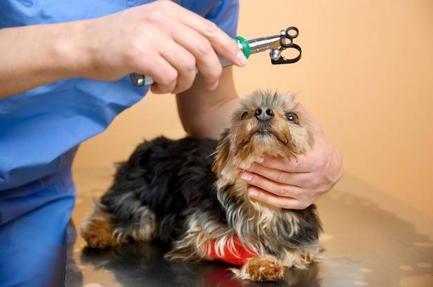 Jakie psy można strzyc i kiedy warto to robić?