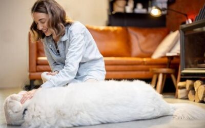 Legowisko dla psa jakie wybrać aby zapewnić pupilowi komfort?