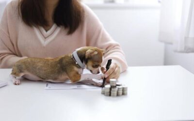 Od czego zależy ile kosztuje operacja psa?