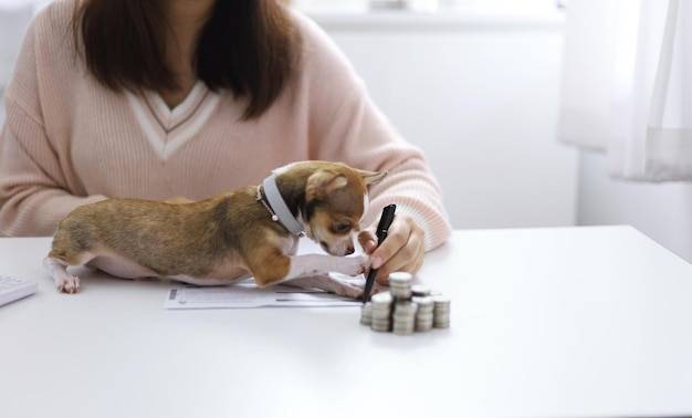 Od czego zależy ile kosztuje operacja psa?