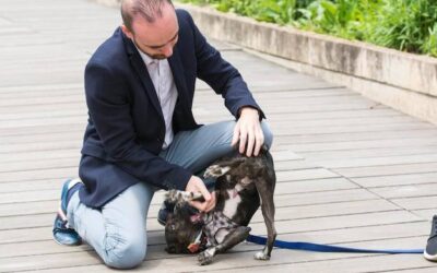 Pies warczy na właściciela co robić w takiej sytuacji?